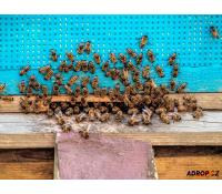 Včelí terapie v sauně, masáž a relaxace na úlech | Adrop