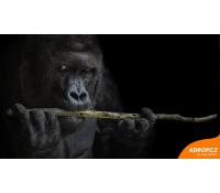 Kurz fotografování zvířat v zoo | Adrop