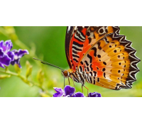 Vstup do tropické zahrady plné exotických motýlů | Slevomat