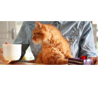 Domácí dortík a káva v kočičí kavárně | Slevomat