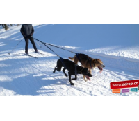 Skijöring se psy na 3 hodiny | Adrop