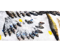 Čerstvé chlazené mořské ryby | Slevomat