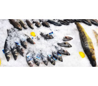 Čerstvé chlazené mořské ryby - 500 g tuňáka | Slevomat