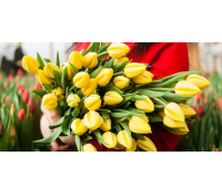 9 holandských tulipánů | Slevomat