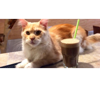 Káva a slaďoučký dezert v kočičí kavárně  | Slevomat