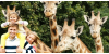 Pojďte v lednu do ZOO! | Radiomat